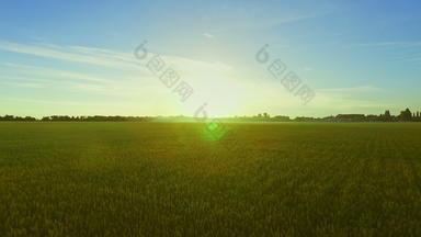 景观夏天小麦场<strong>背景蓝色</strong>的天空粮食场空中